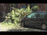 Napoli - Nubifragio in città, albero crolla in Piazza Bellini (17.06.15)