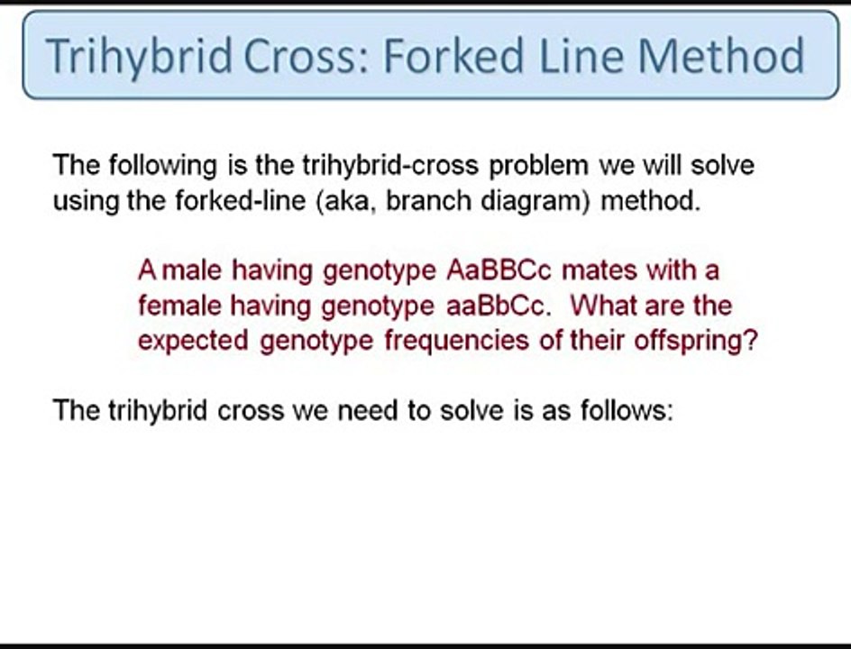 Genetics: Trihybrid Cross: The Forked Line Method