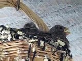 House Finch Nest - Dad Feeding Babies