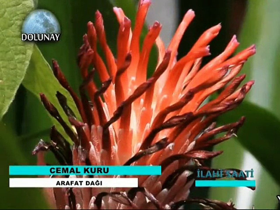 Cemal Kuru _ Arafat Dağı