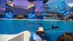 Gangsta Makani spits at SeaWorld Employee, Kalia Flush, Kasatka goes on the slideout,