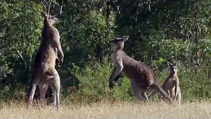 Kangaroo Fight - male Kangaroo Fight for the Power - Must Watch