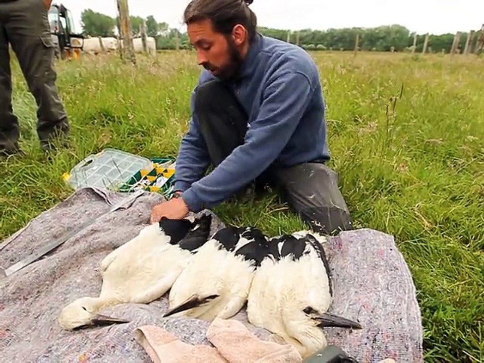 Tigny-Noyelles: trois bébés cigognes ont été bagués