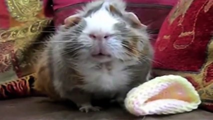 Guinea Pig Speaks Out - Ricky Gervais