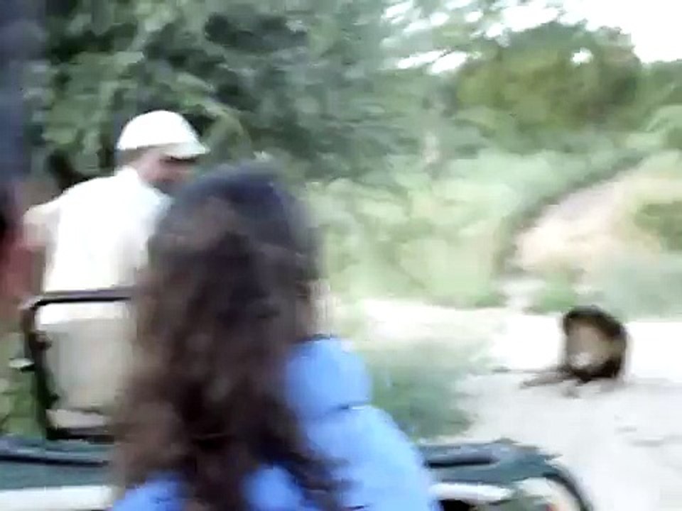 Acidente em Safari - Leão