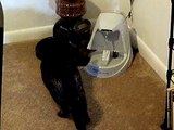 Cat Using Water Fountain