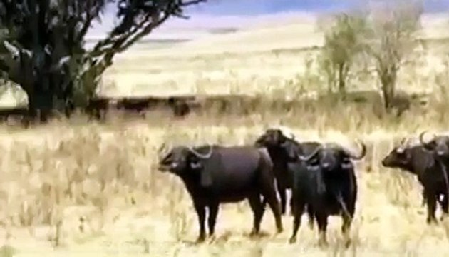 реальная Африка. Львы напали на буйвола