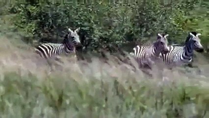 Powerful Zebra kick A Lion injured badly