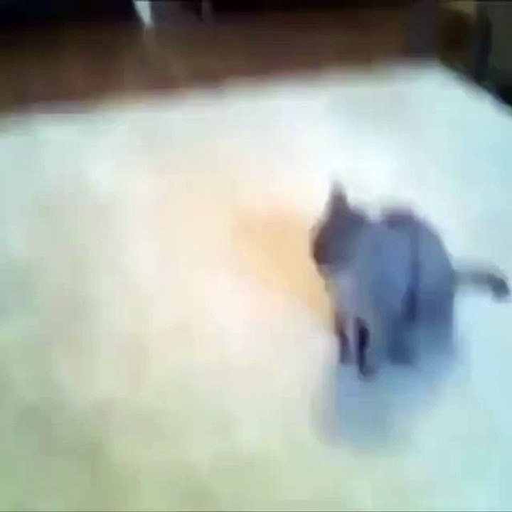 actor cat