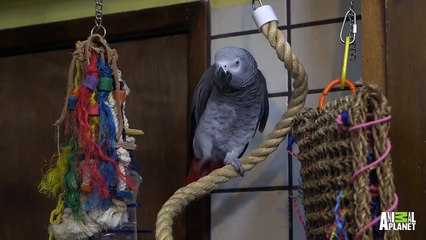 Meet Santos: The Rapping, Potty Mouth Parrot