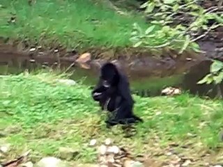 Columbian Spider Monkey - Evolution backwards