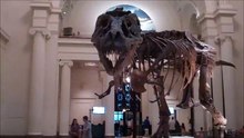 Dinosaur fossil "Sue" at Chicago's Field Museum