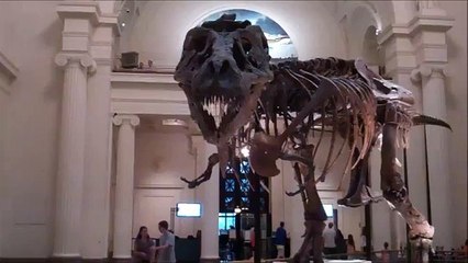 Dinosaur fossil "Sue" at Chicago's Field Museum
