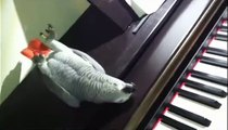 Georgie the African Grey loves the piano!