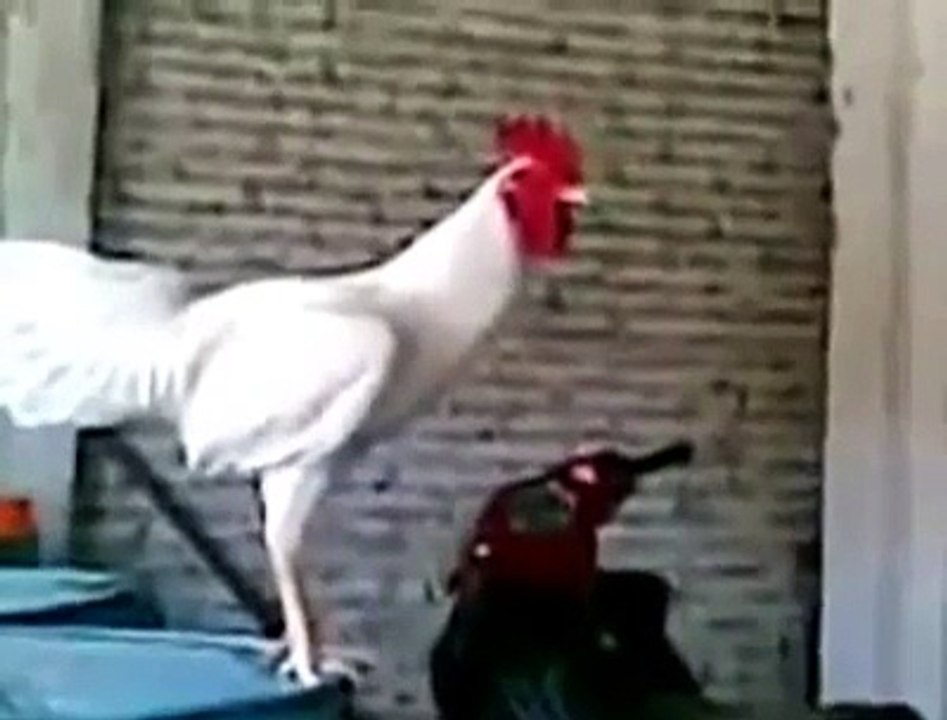 مقطع مضحك ... صوت ديك