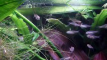 Congo Tetra Fry at 21 weeks