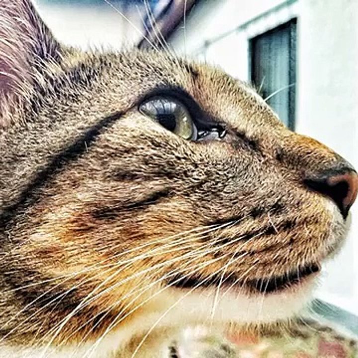 #cat #cats #TagsForLikes #catsagram #catstagram #instagood #kitten #kitty #kittens #pet #pets #ani