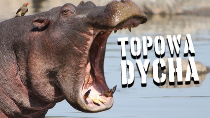 10 najbardziej zabójczych zwierząt [TOPOWA DYCHA]