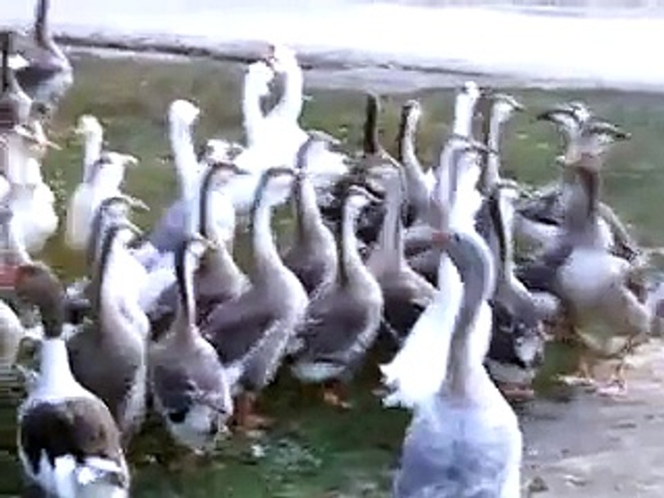 toulouse gans