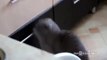 New Animal Funny Videos 2014 Cat Opening Drawer Gets Busted Funny Videos