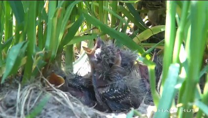 Experiment tegen doodmaaien van duizenden veldleeuweriken - RTV Noord