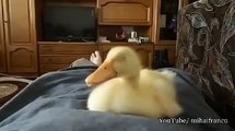 New Animal Funny Videos 2014 Duckling Snoring Funny Videos