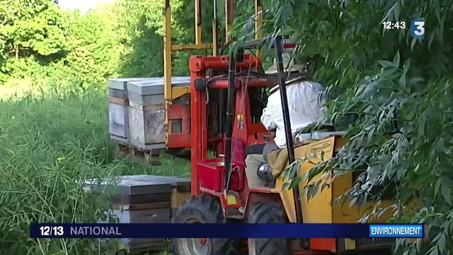 Pour sauver leurs abeilles, ils fuient les pesticides