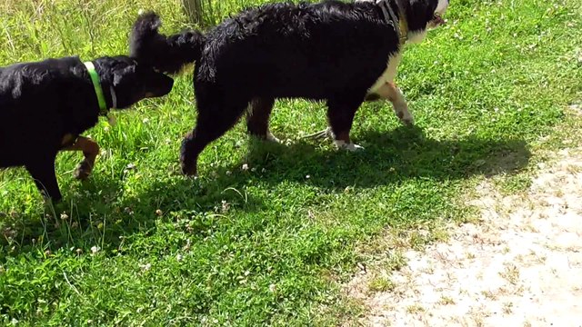 Jazzy Bouvier bernois 10 mois