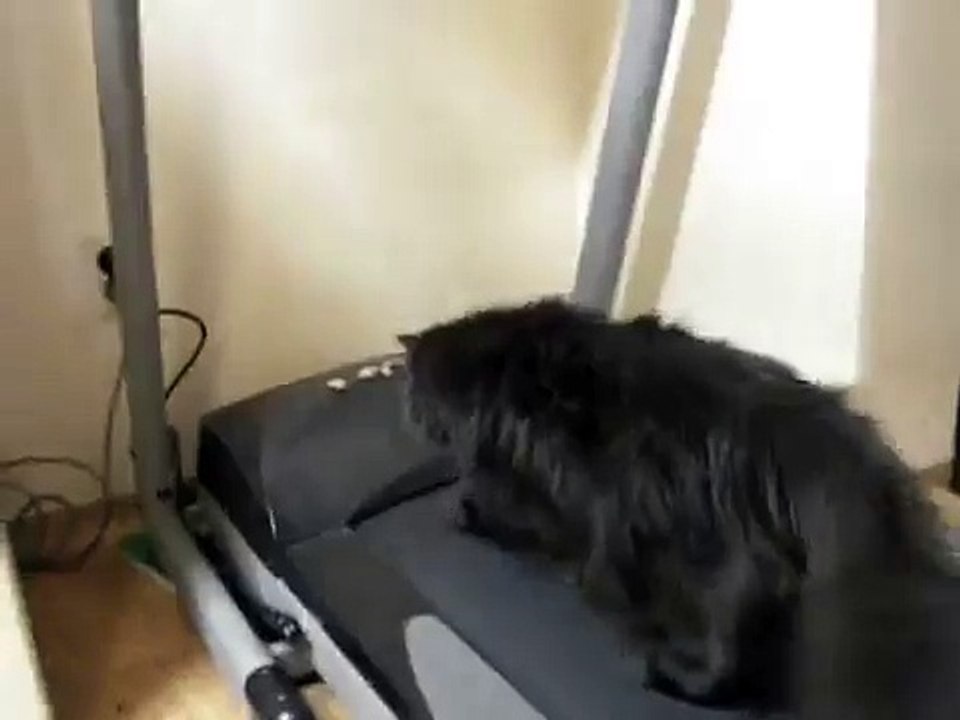 Funny Cat Video- Exercise Kitty!