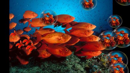 LaGrande Barrière de Corail Australie