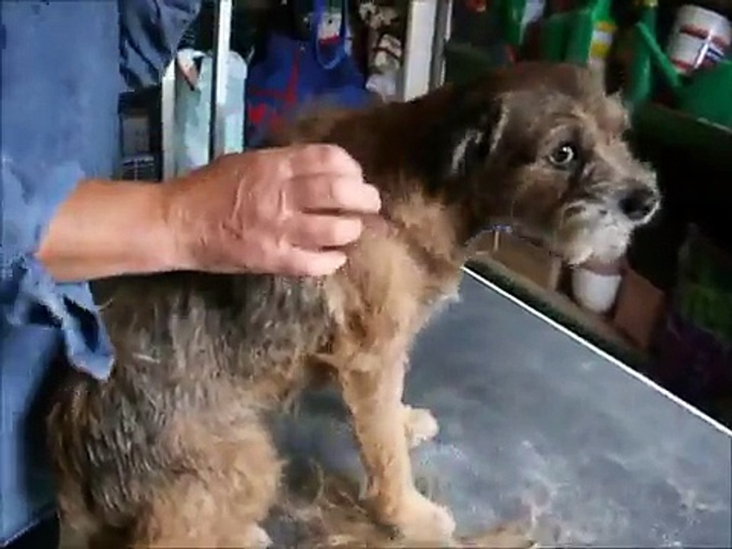 ⁣Border Terrier Grooming