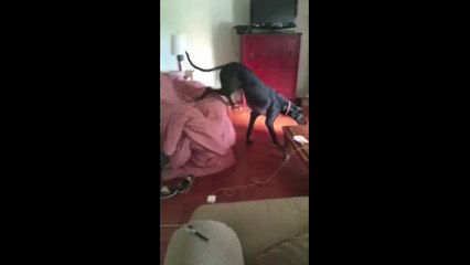 Ce grand chien honteux fuit sa maîtresse par la trappe....