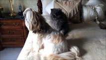 Shih Tzu dog Lacey and Blue Persian cat Lexi are actually mellow...