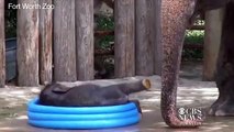 Watch  Baby elephant cools off in kiddie pool