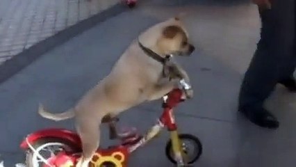 The Most Talented dog in China