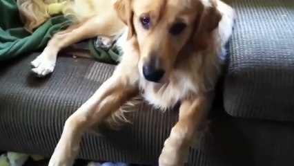 guilty dog )) look in their eyes ))