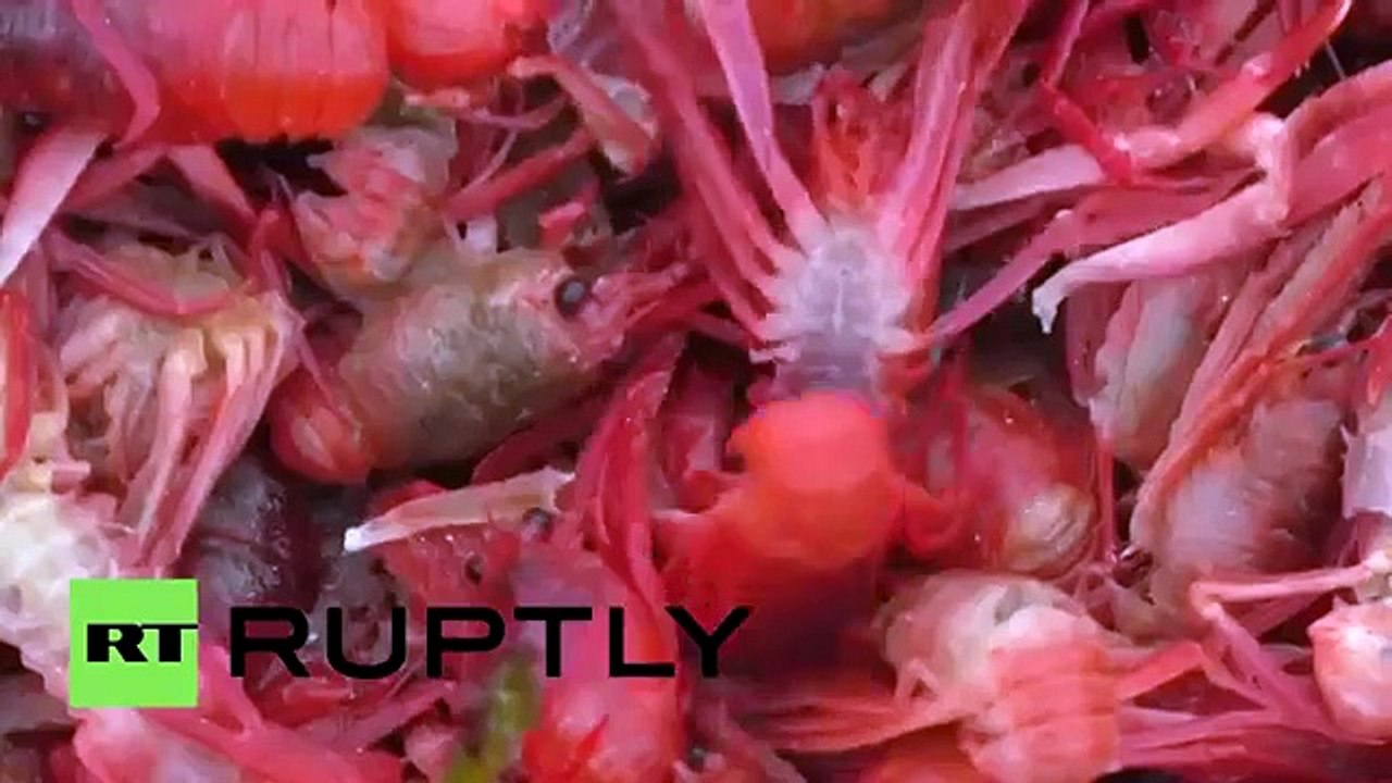 Miles de cangrejos pintaron la costa de California de rojo