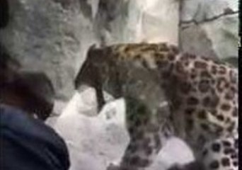 Leopard Leaps at Unwitting Toddler