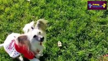 Speaking dogs Compilation 2015 - Funny dog Videos - HD - 720p