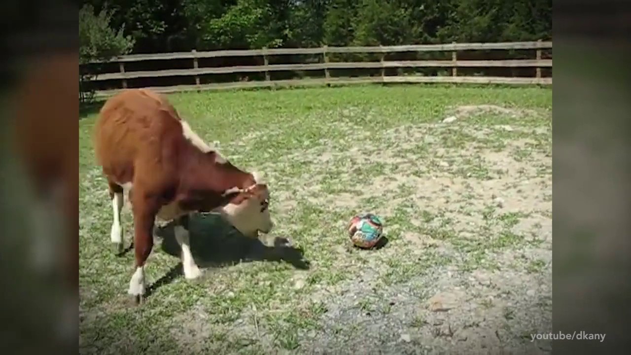 Nourriture ou être vivant à part entière ?