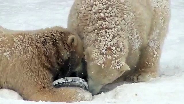 朝食もそこそこ　遊びに夢中ポロロとマルル~Polar Bears are playing in the snow