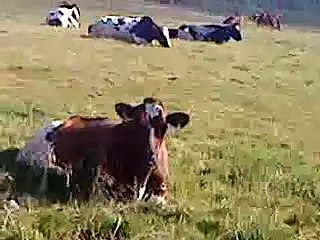 Kua sier MØØØØØØØØØ