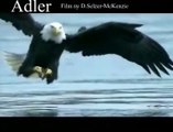 Adler Weisskopfadler Tiere Animals Natur SelMcKenzie Selzer-McKenzie