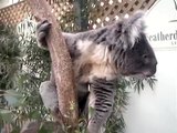 Koalas for Ash