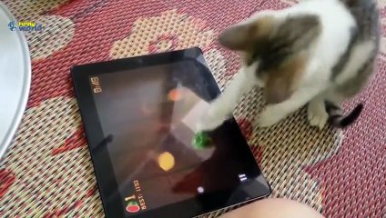 Funny Cats COMPİLATİON 2015 - Funny Videos 2015 - 720p