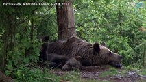 Karhu (Ursus arctos)