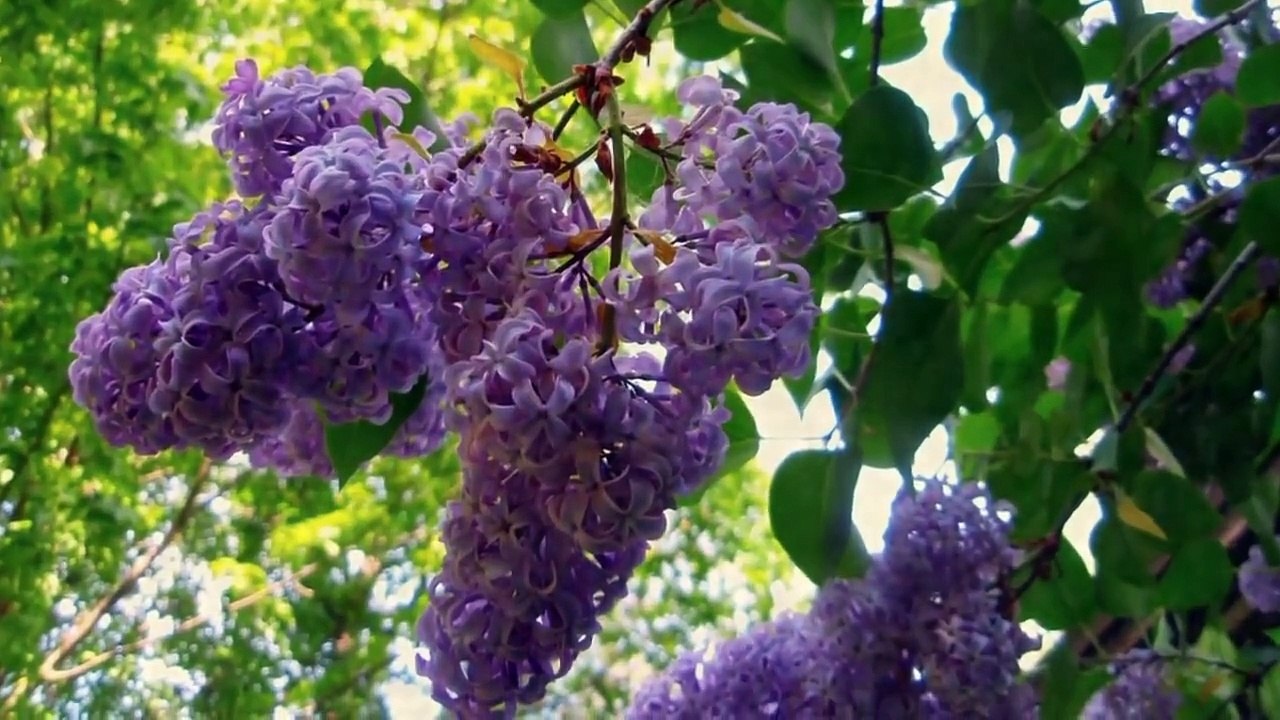 ♡ Richard CLAYDERMAN - What A Woderful World ✿ ♡ ✿