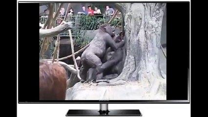 Gorilla Sexual Love 2 ORIGINAL FUNNY