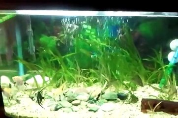 pez globo escalares y ramirezi.mp4