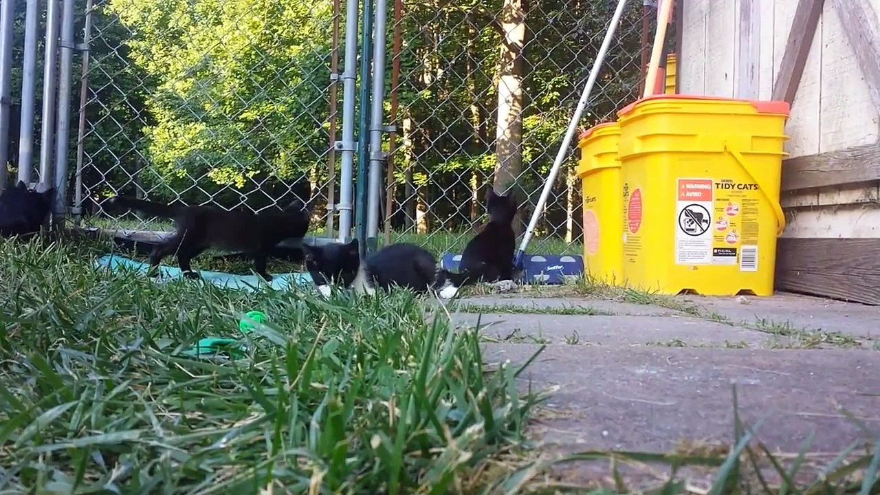 Laura's Rescued Kitty Cats